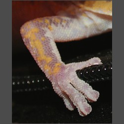 Marbled Velvet Gecko.october-2003-images.zacharoo.comDscn2209.jpg
